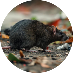 PCOKiT 5 rat