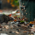 How to Effectively Eliminate Mice and Rats from Your Property