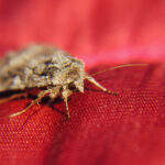 10 Effective Ways to Keep These Odorous Insects Away