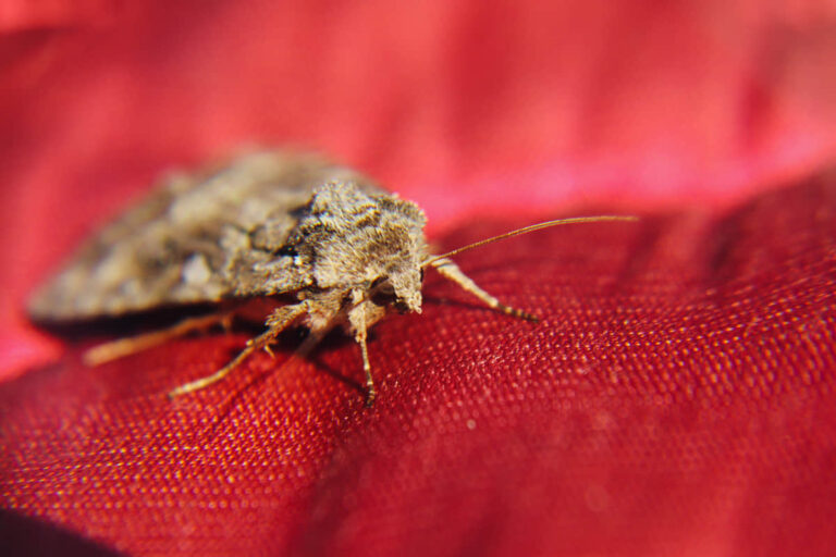 Stink Bugs