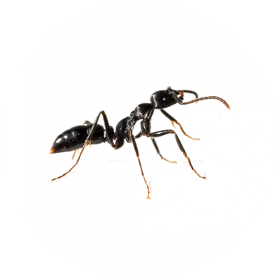 ant