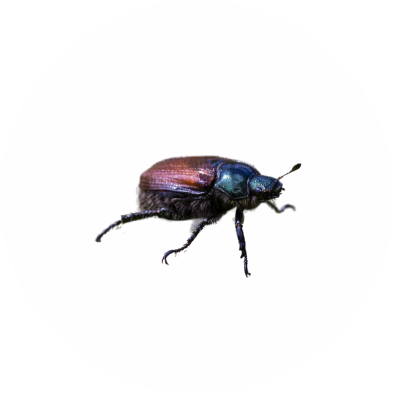 aphid
