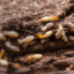 Why Termite Damage Should Never Be Ignored