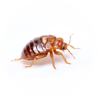 bug