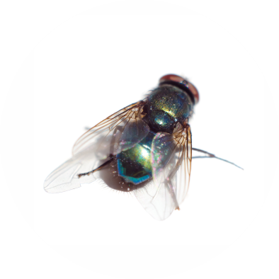 lalat