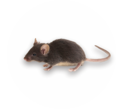 mice