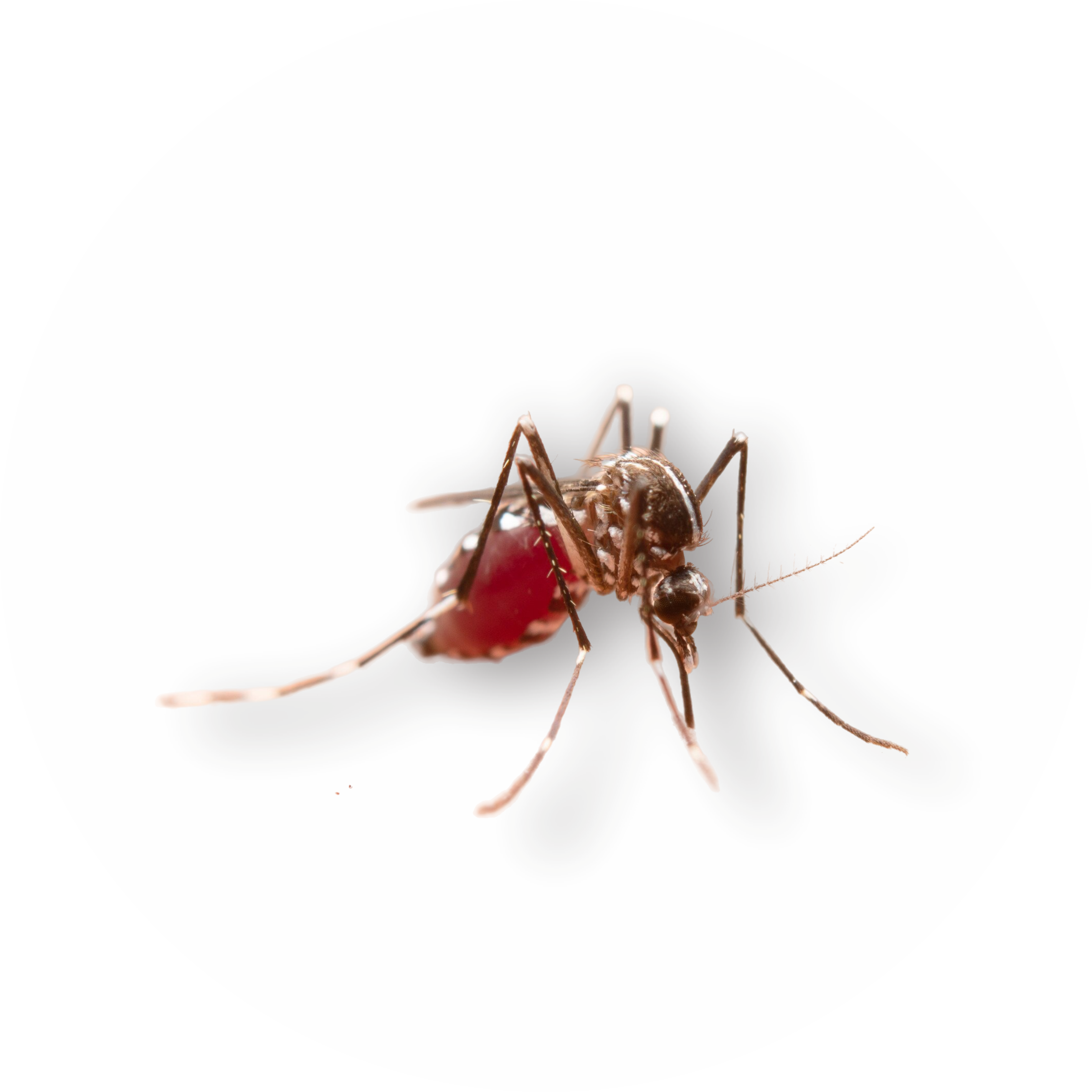 PCOKiT Pest Dictionary 6 nyamuk