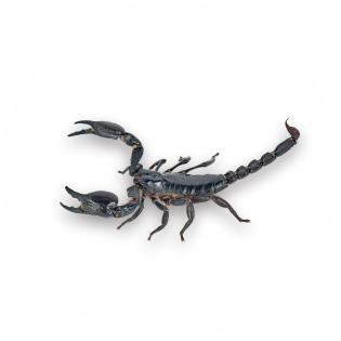 scorp
