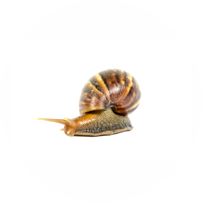 snail