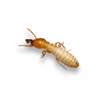 termite