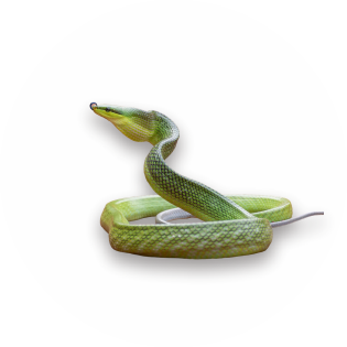 ular