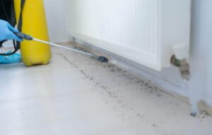 jasa anti rayap surabaya