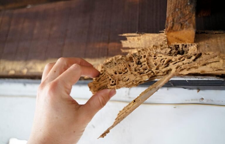 pembasmi rayap semarang