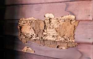 perusahaan anti rayap Semarang