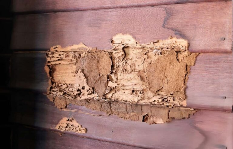 perusahaan anti rayap Semarang